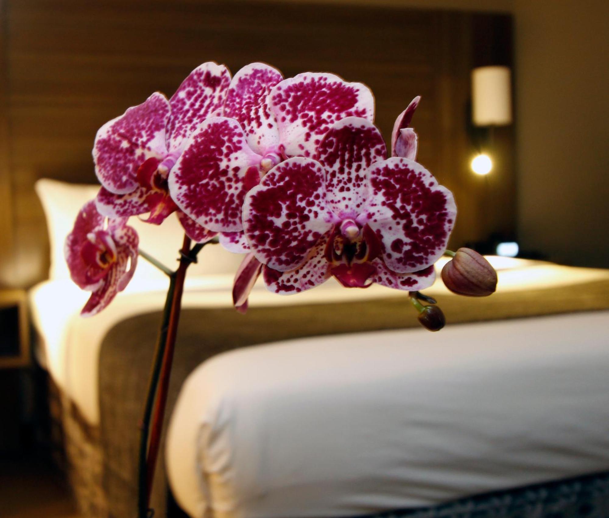Executive Inn & Suites Окленд Номер фото